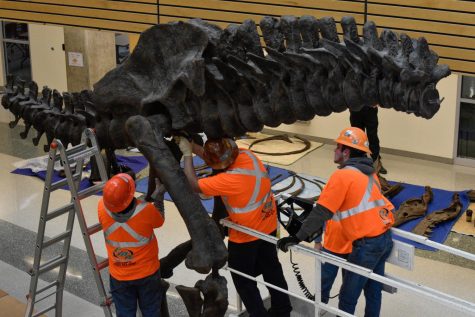 Dinosaur skeleton model coming to Science Center
