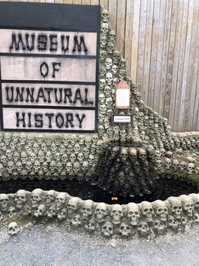 A small museum to walk through with many unknown and creepy magical creatures. (Photo: Aiesha Solomon)
