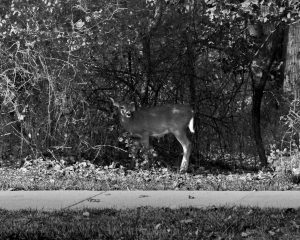 Behind the Bus Stop White Tailed Deer (Photo Credits: Yabez Jackson)