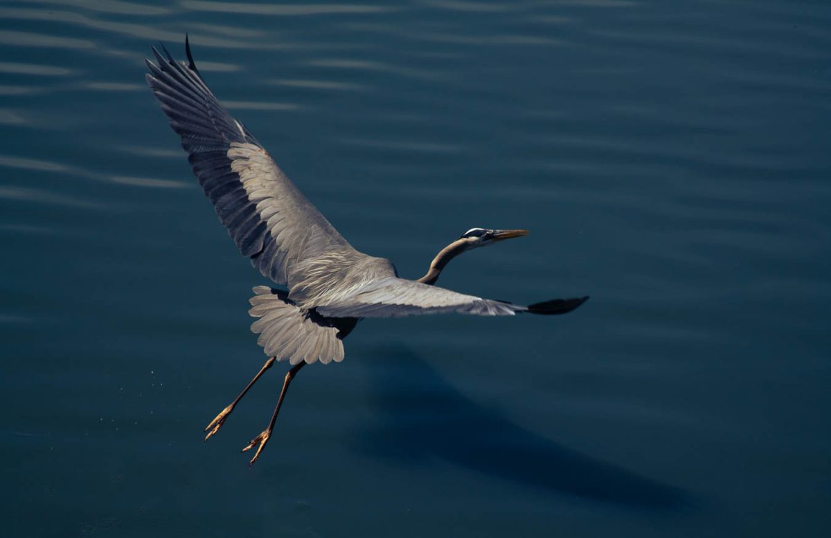 Great Blue Heron (Photo Credits: Yabez Jackson)