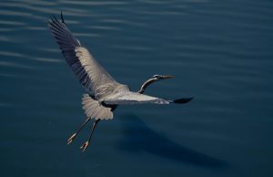 Great Blue Heron (Photo Credits: Yabez Jackson)